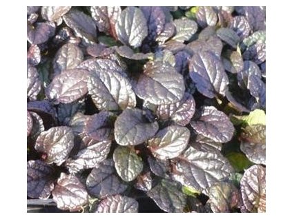 Zběhovec plazivý PALISANDER