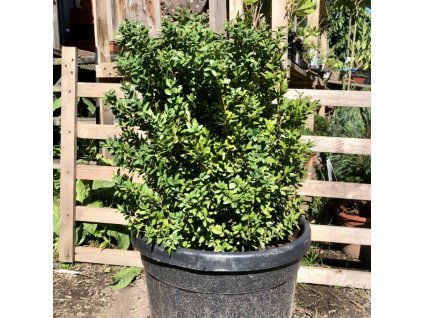 Zimostráz vždyzelený - cca 50 cm v  K15