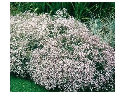 Šáter plazivý  FILOU WHITE