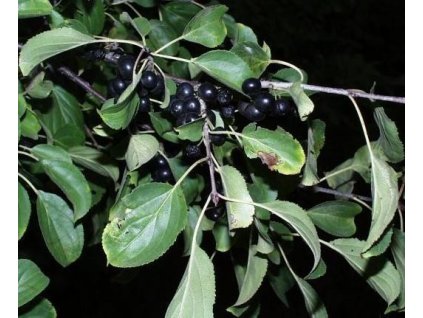 Řešetlák počistivý K1