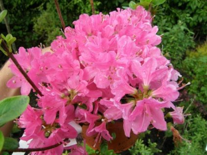 Azalka ´Kermesina´ K0,5