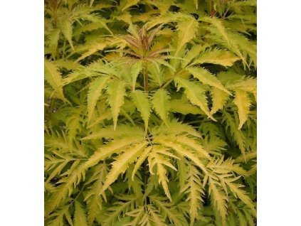 Bez hroznatý ´Plumosa Aurea´ K2