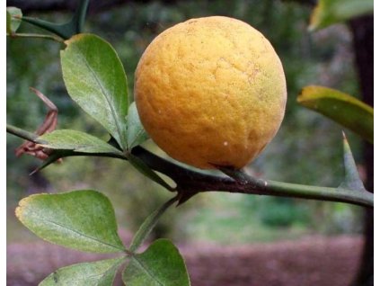 Citronečník trojlistý