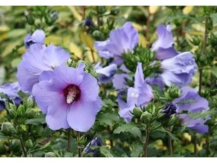 Ibišek syrský - mix barev