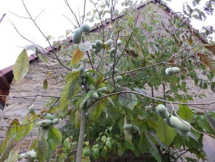 Asimina triloba - Muďoul trojlaločný