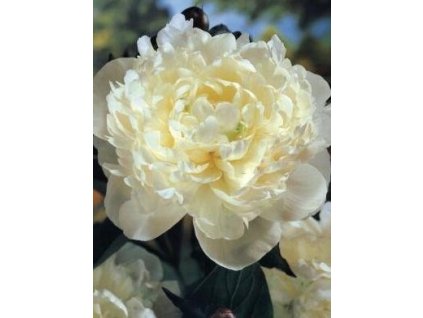 Pivoňka SHIRLEY TEMPLE