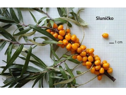 Rakytník řešetlákový SLUNÍČKO