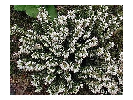 Vřesovec pleťový  STEFI