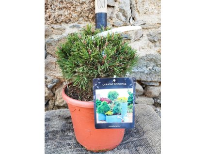 Borovice kleč ´Mops´