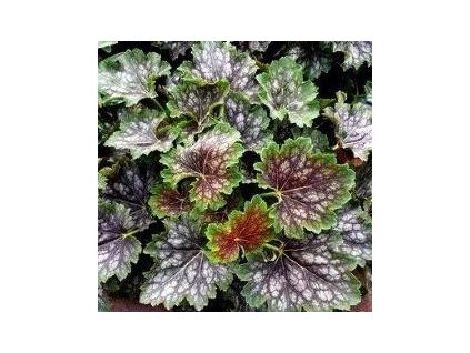 Dlužicha MARVELOUS MARBLE SILVER