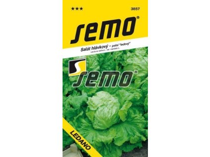 Salát hlávkový - LEDANO