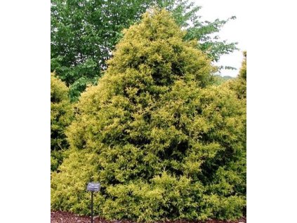 Cypřišek hrachonosný ´Filifera Aurea´