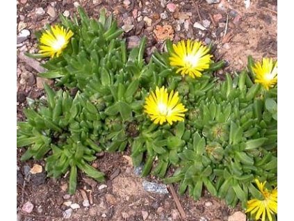 Delosperma basuticum GOLD NUGGET