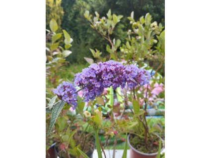 Komule davidova NANHO BLUE (2 leté)