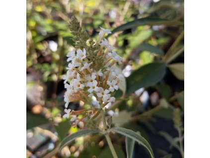 Komule davidova NANHOENSIS ALBA