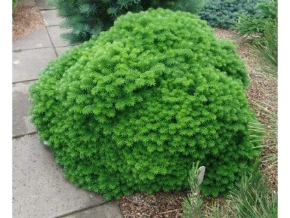 Jedle korejská AUREA