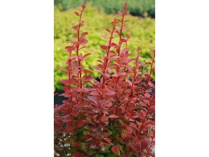 Dřišťál thunbergův ´Orange Rocket´