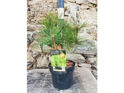 Borovice hustokvětá ´Alice Verkade´, K3