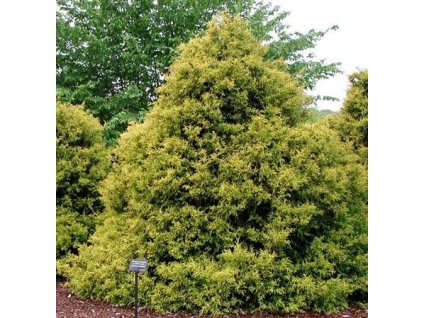 Cypřišek hrachonosný Filifera Aurea Nana