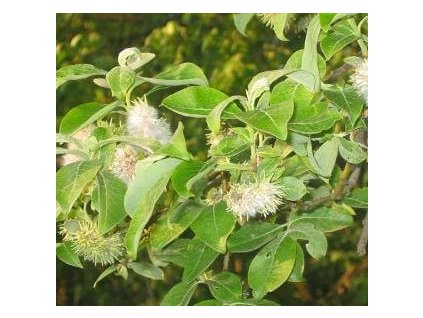 Vrba jíva (40-60cm, K)