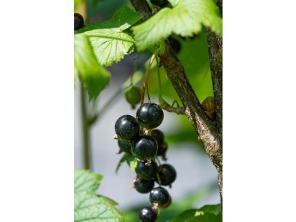 Rybíz černý TITANIA - keř K1-2