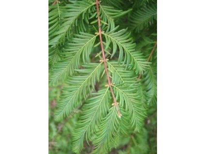 Metasekvoje čínská, 240-270 cm