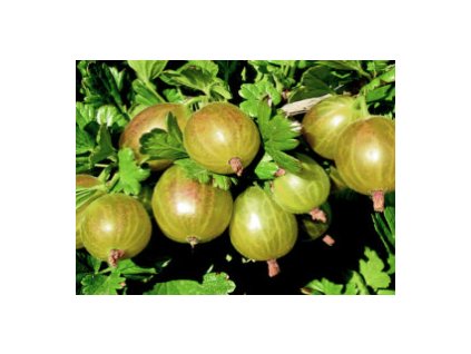 Angrešt CITRÓNOVÝ OBŘÍ - stromový