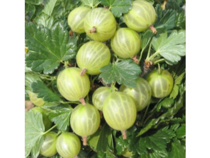 Angrešt BÍLÝ NÁDHERNÝ - stromkový