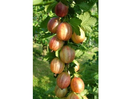 Angrešt PAX® - stromkový