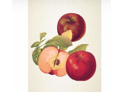 Jabloň MALINOVÉ HOLOVOUSKÉ - M26