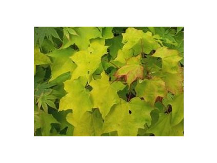 Javor kapadocký ´Aureum´