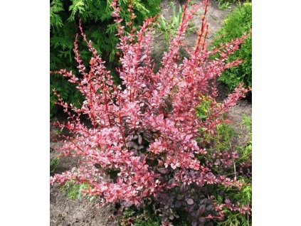 Dřišťál thunbergův ´Harlequin´