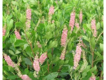 Jochovec olšolistý PINK SPIRE