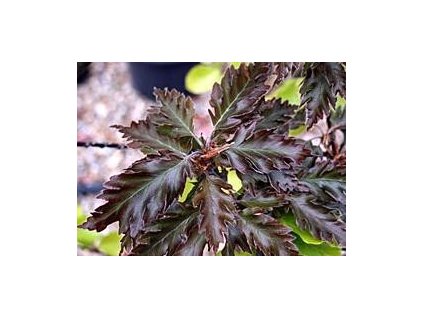 Buk lesní ´Rohanii´