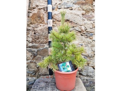 Borovice lesní 'Aurea'