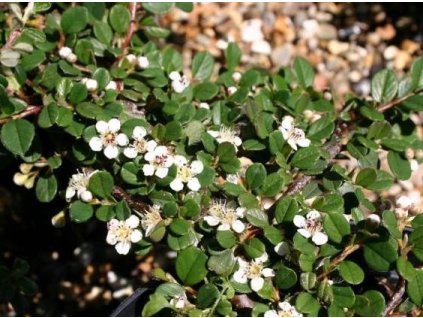 Skalník rozprostřený QUEEN OF CARPET K0,5