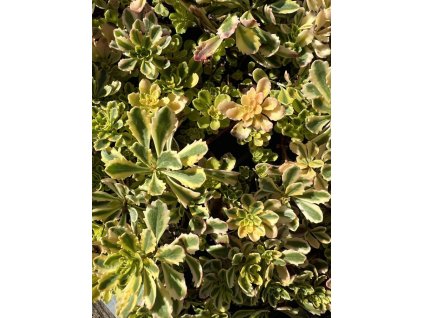 Rozchodník THE EDGE