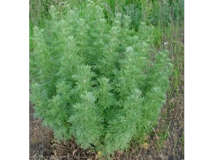 Pelyněk pravý - Absinth