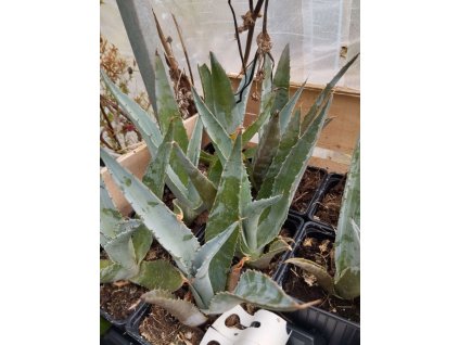 Agave americana