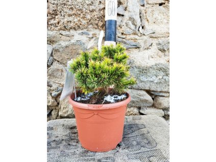 Borovice kleč ´Ophir´