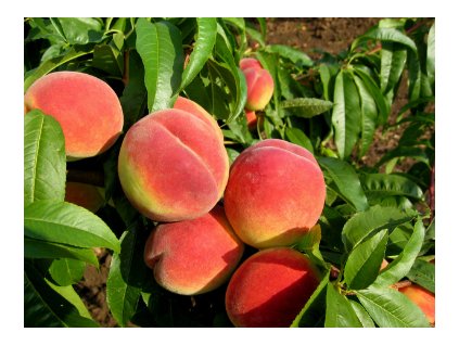 Broskvoň FAIRHAVEN - Montc.