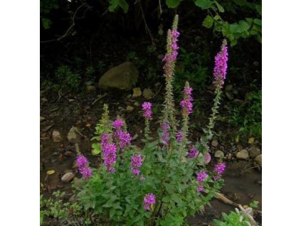 Kyprej vrbice ZIGEURNERBLUT