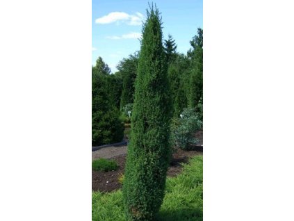 Jalovec obecný  ´Hibernica´