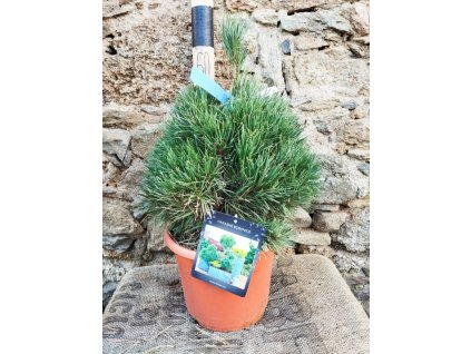 Borovice lesní 'Watereri'