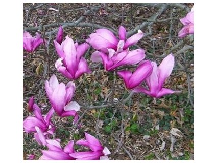 Šácholan velkokvětý FERRUGINEA