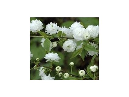 Višeň žláznatá ALBA PLENA