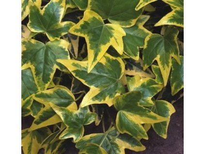 Břečťan popínavý ´Goldchild´