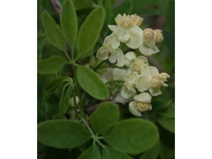 Akébie pětičetná ALBA K9