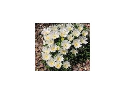 Delosperma basuticum WHITE NUGGET