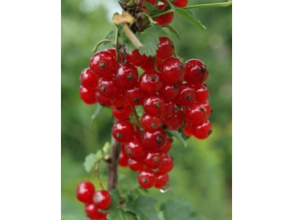 Rybíz červený ROLAN - stromkový